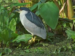 Florida_2007-2008-065